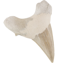 Fossil Shark Tooth, XL