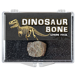 Dinosaur Bone Natural Educational Box