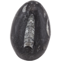 Orthoceras Fossil Egg Formation