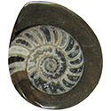 Ammonite Fossil