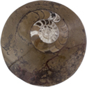 Ammonite Fossil - Extra Large