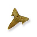 Fossil Shark Teeth 3/4" - DX
