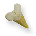 Fossil Shark Teeth 1"