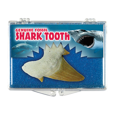 silver streak genuine fossil shark tooth educational box
