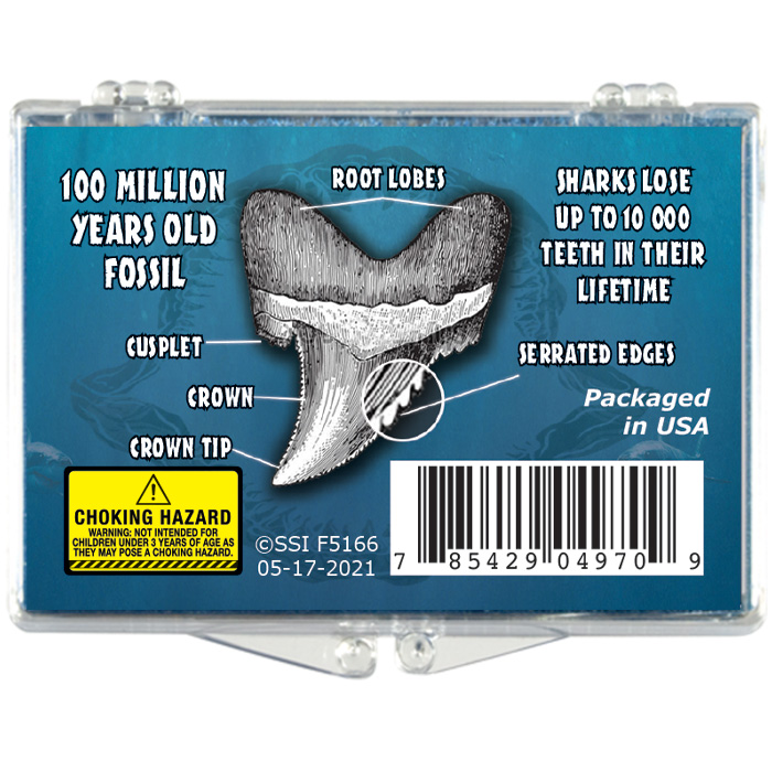 Shark Tooth Educational Box 1 pcs The Chrysalis Stone Genuine Fossil 