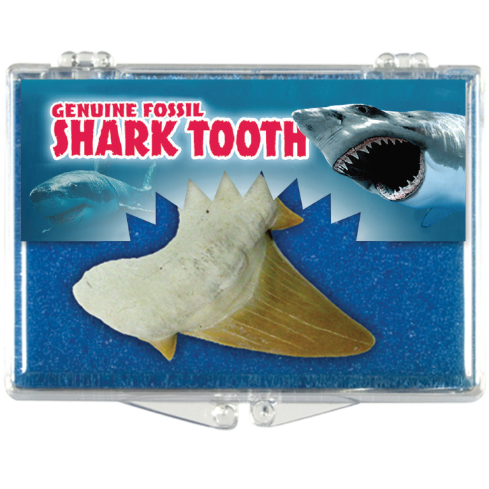 Real fossil sand shark tooth & gift box & information card dinosaur & nature 