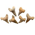 Fossil Shark Tooth 1-1/4" - 2"