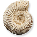 White Ammonite