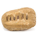 Mosasaur Jaw in Matrix