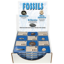 Fossil Assortment Display Pack 3