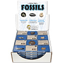 Fossil Assortment Display Pack 3