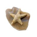 Carved Stone Starfish on Base