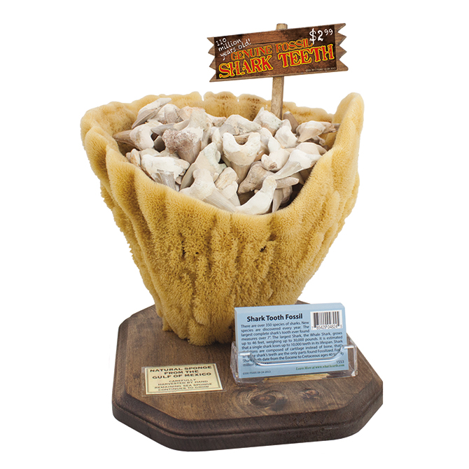 sponge display with fossil shark s teeth