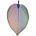 Leaf Assorted Colors Necklace - Silver