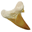 Shark Tooth Magnet